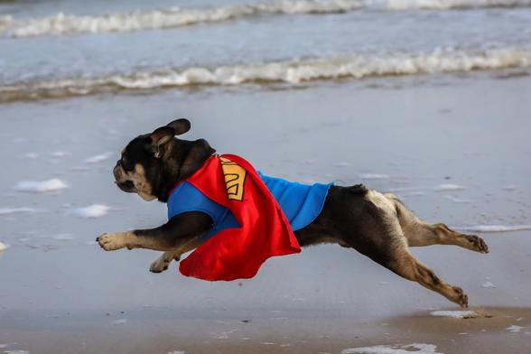 French bulldog in superman outfit is playing on the beach - huge fun at Bredene beach