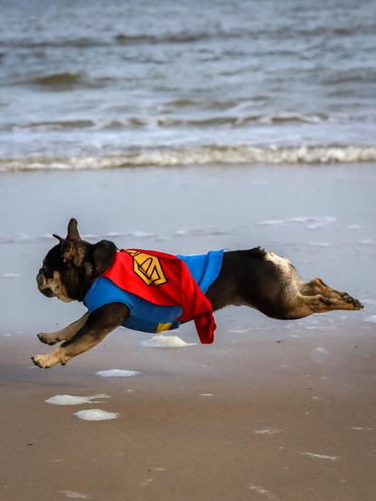 French bulldog in superman outfit is playing on the beach - huge fun at Bredene beach