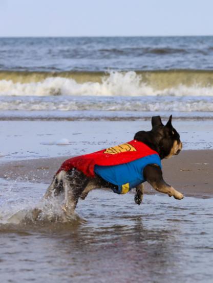 French bulldog in superman outfit is playing on the beach - huge fun at Bredene beach
