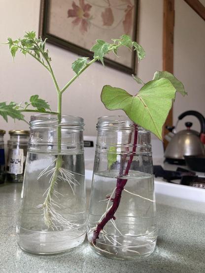 A couple of plant cuttings with new roots in small jars.  On the left is a tomato plant from our winter window cherry tomato.  On the right is a sweet potato that was a sprout from one of last year’s sweet potatoes.
