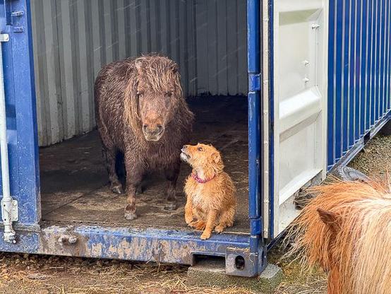 Shetland pony and Patterdale terrier