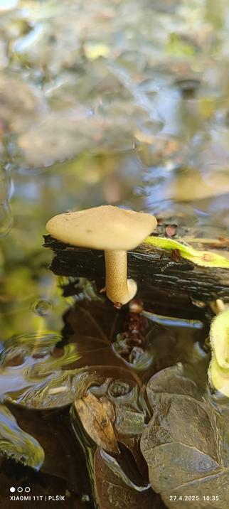 A very small yellow fungus growing out of a piece of wood.There is water around the wood and in the water you can see the remains of brown fallen leaves. The photo is enlarged, you can see the leg of the mushroom growing horizontally out of the wood and then curving upwards. You can see the fine texture of the surface of the mushroom's foot, resembling scales. The water in the background reflects the trees and sky in a blur.