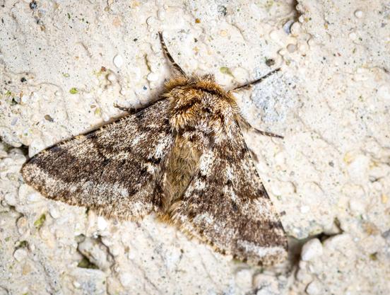 The brindled beauty is a moth belonging to the family Geometridae.  It is a large-bodied furry moth, which has a pattern which provides near-perfect camouflage on tree trunks and also gives the moth its name. The forewing ground colour is usually grey with black dusting.