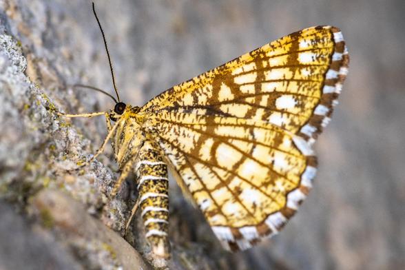 The latticed heath is a moth of the family Geometridae. In this rather variable species the background colour of the wings varies from yellowish to white, with a network of brown lines (hence its common name). These lines vary in thickness and sometimes the wings are almost entirely dark brown.