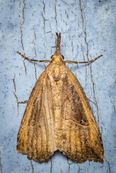 Hypena is a genus of moths in the family Erebidae. Its forewings are grey brown with numerous dark transverse striae.