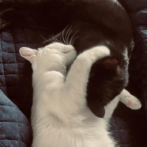facing opposite directions, a white cat hugs the head of a black cat
