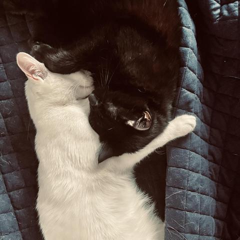 a white cat and a black cat embrace in their sleep; the shot is from above, with the black cat facing down from the top of the pic and the white cat facing up from the bottom. That is, they are facing each other but coming from opposite sides of the image