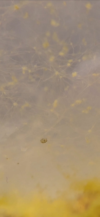 Apparently, behind my window is a vase full of water and inside there's a whole ostracod culture! Not sure how they ended up in there...