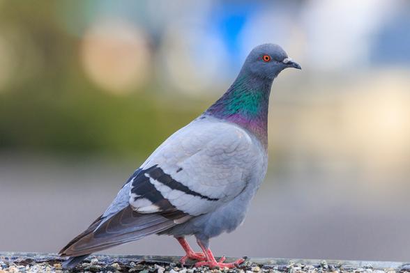 Garuda, a blue barred pigeon hen, glances toward the camera with a slight head tilt from her perch on the edge of a flat roof. The city is colorful blurred bokeh in the background.