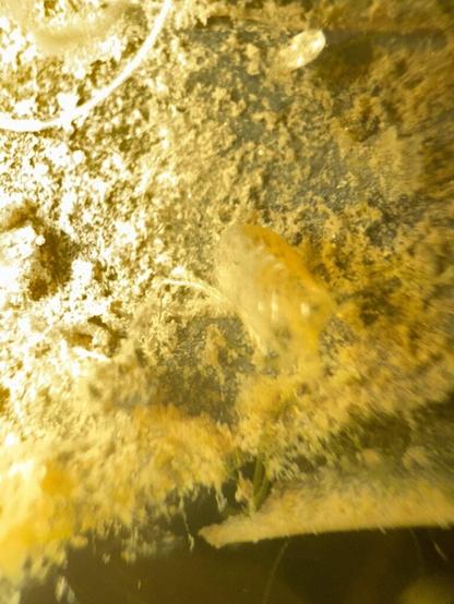 These lil guys are started by to molt! Exciting cause that makes me think this ecosphere is doing well