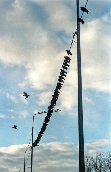 Many pigeons are sitting in a row on an electric wire. A few pigeons are flying. In the background is a blue sky with clouds.