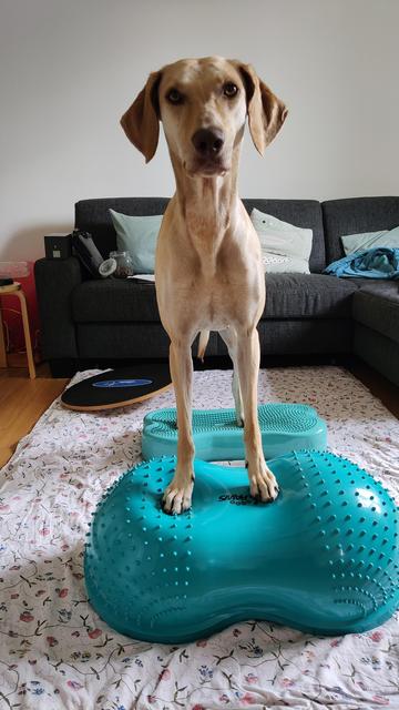 Blonder Hund steht  auf türkis-farbenem Hundefitness-Equioment. Vorn eine Erdnuss-förmige, luftgefüllte Wolke, der Boden ist leicht gerundet, sodass es kippelt. Hinten ein knochenformiges Balance-Kissen. Im Hintergrund liegt eine schwarze Balance-Scheibe aus Holz.