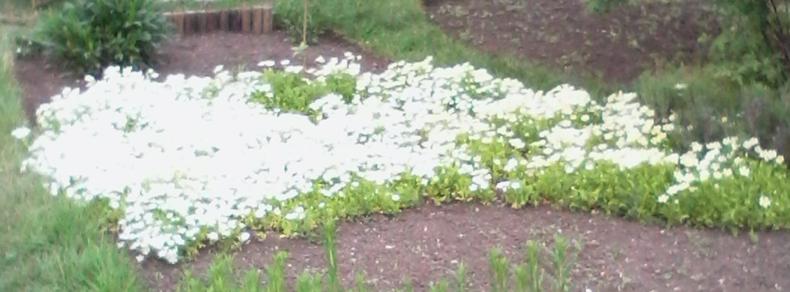A 'carpet' of poached egg plant flowers, both white/yellow and white varieties.