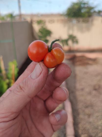 Oddly shaped tomato