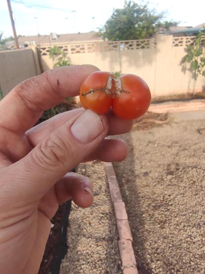 Oddly shaped tomato