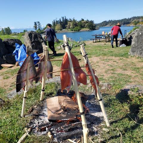 On a sunny day, several salmon are roasting over an open campfire on a grassy shoreline, with a view of the ocean in the background. The fish are skewered and propped up on an A-frame structure made of roughly hewn branches. Two people are visible: one walking away from the camera wearing dark clothes, and another toward the right, wearing a red shirt and woven cedar bark hat, near a picnic table set with food and drinks. The background includes a sunny expanse of water, a green treed island, and a clear blue sky. There is a pile of rocks on the left of the frame.