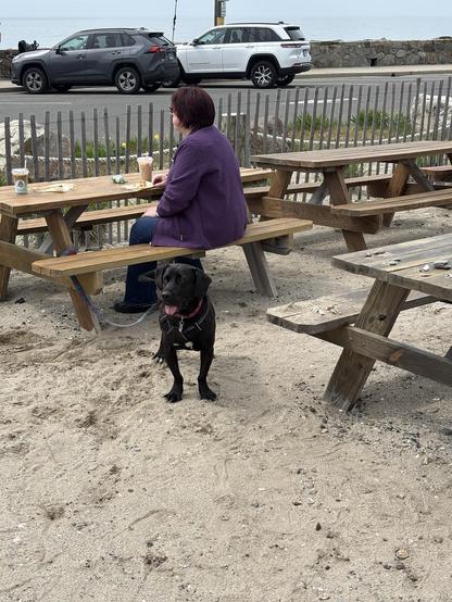 A woman with reddish hair and a purple cardigan sits at a picnic table on sandy ground drinking a latte. A black lab in front of her looks expectantly at the camera. In the background is a grey picket fence and behind that is the sea wall.