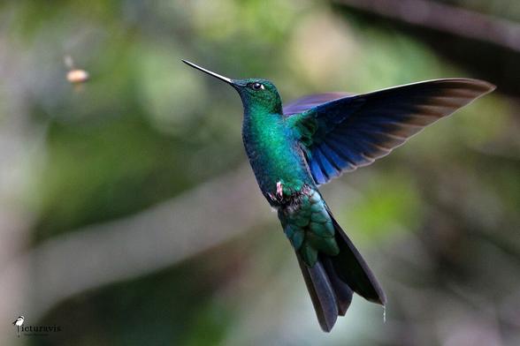 A photo of a flying green, blue-shimmering hummingbird with deep blue wings. Its wings are extended to its back. It has a straight beak that is longer than its head.