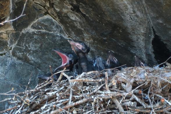 A stick nest in a rock cut, four little ravens in it, one of them with wide open beak showing the pink inside.
