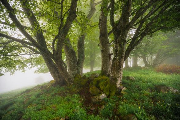 Lichter Laubwald am Hang im Nebel, mit Weitwinkel fotografiert. Die Bäume tragen frisches Laub in frühlingshaftem Grün. Der Waldboden ist mit Gras, Löwenzahn und anderer niedriger grüner Vegetation bedeckt. Dazwischen liegen große, mit Moos bewachsene Steine. Im Zentrum des Bildes steht eine Baumgruppe, deren krumme Stämme und Äste quasi symmetrisch vom der Bildmitte weg nach außen in die oberen Ecken des Bildes wachsen.