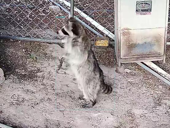 At the feeders: #crittercam  #raccoon 95.9%
PTZ511.20250504_200222.810313.3-1.jpg