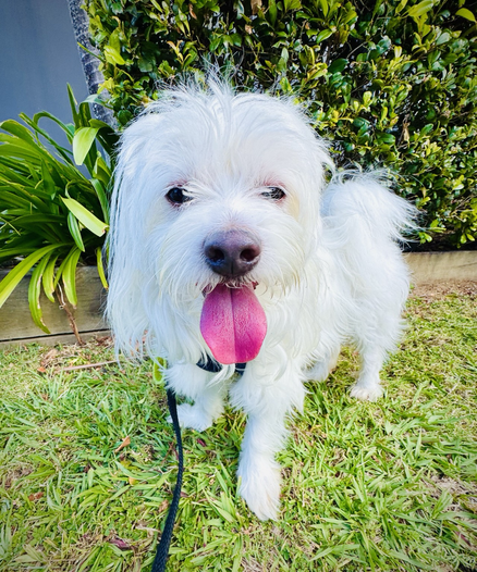 Photo of Rocky looking at the camera with his tongue out after completing a walk today. There a a range of green plants growing behind Rocky and he is standing on green grass.