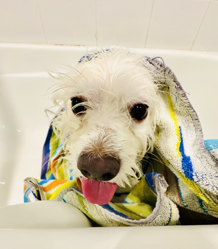 Rocky has just had a bath and there is stripey colourful towel wrapped around him. Rocky is looking at the camera with a happy expression.