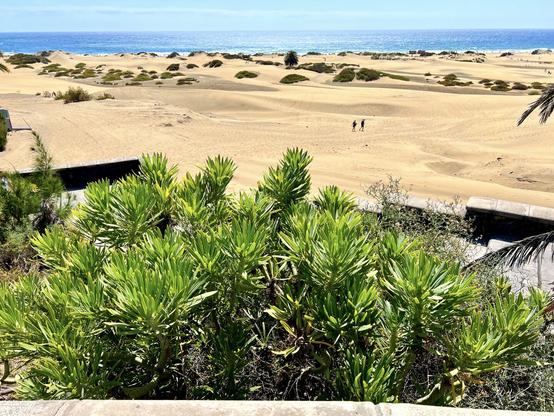 After a few snap shots from some of my favourite hiking routes around the island, it's time to head back to my usual routine: the daily walk, before starting off another workweek, along Maspalomas sand dunes. A lovely blend of blue colours of the sky and the ocean, with the golden sand in the middle, a stairway to heaven, and verode / kleinia neriifolia (at the front of the snap shot), an endemic plant from the Canaries. Getting a strong summer vibe with this one, don't you think? ☀️🌴🍻😎👍🏻