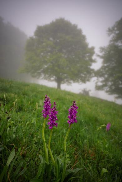 Im Vordergrund drei Stattliche Knabenkräuter auf einer Wiese, im Hintergrund im Unschärfebereich ein frisch belaubter Baum. Bei Nebel und Regen mit einem Weitwinkelobjektiv aufgenommen.