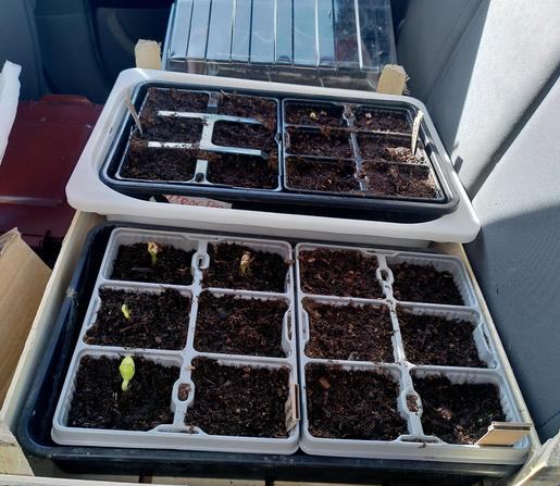 Image of the back seat of a small car with grey upholstery. On the seat is a large wooden box with 2 seed trays one with grey modules and one with black with 12 seeds in each. Can see 4 green seedlings emerging in the nearer tray and 2 just breaking the surface in the tray behind. At the far end is a clear plastic cover over some more pots of seeds.