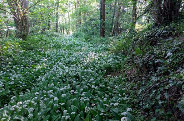 Un chemin de sous bois recouvert d'ails des ours en fleur