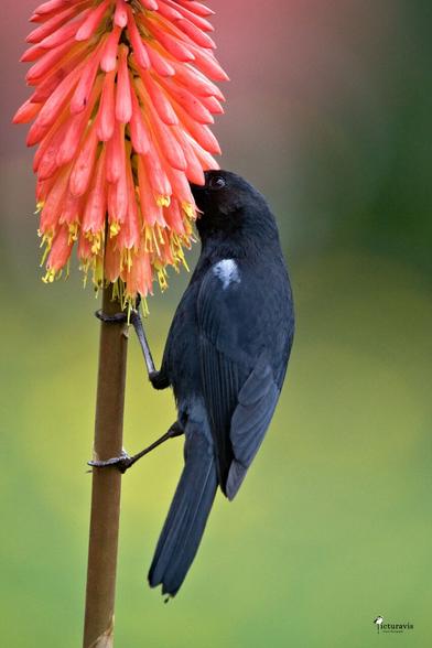 A photograph of a black bird with a white patch on its shoulder. It has its beak buried in a red flower on a thick brown stem. The flower actually consists of many small elongated, trumpet like flowers. With its unique beak, this bird pierces the flower and drinks its nectar.