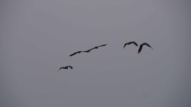 Vier Aras am grauen Himmel