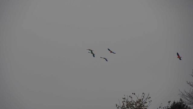 Fünf Aras am grauen Himmel