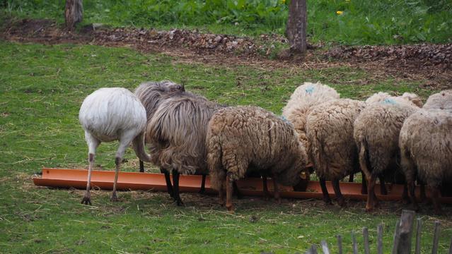 Nandu bei der Schafsfütterung