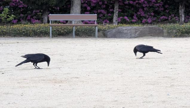 Mr and Ms Crow eating peanuts in the park.