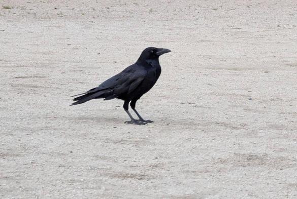 Mr Crow