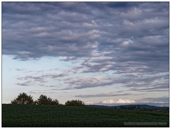 Feld mit grünem, jungen, laum kniehohen Getreide mit Bäumen am Horizont unter einem leicht rosa-violett bewölkten Abendhimmel.