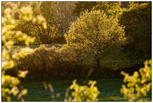 Von der tiefstehenden Sonne lichtdurchfluteter Baum mit frischem grünem Laub in einer Wiese, umgeben von weiteren Bäumen und Sträuchern im goldenen Licht.