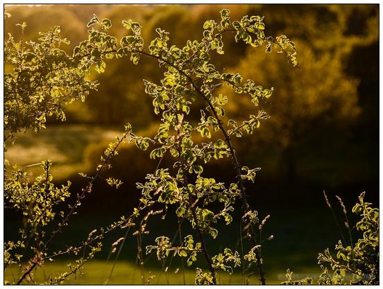 Zweige einer Heckenrose mit frischen grünen Blättern im goldenen Gegenlicht bei Sonnenuntergang vor unscharfem Waldhintergrund.
