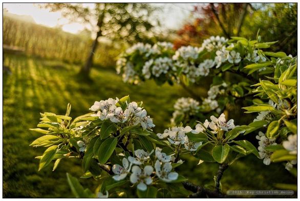 Weiße Blüten an einem Ast eines Birnbaumes vor einer grünen Wiese mit unscharfen Bäumen im Hintergrund im goldenen Gegenlicht der aufgehenden Sonne.