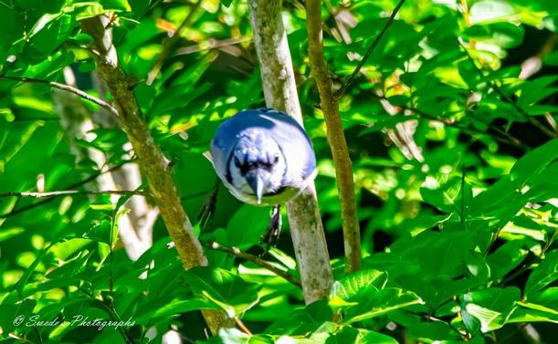 "The image captures a stunning moment of a blue jay in mid-flight, seemingly heading straight toward the viewer. Its sleek body is streamlined, wings tucked close, giving the impression of swift and purposeful motion. The bird's sharp beak points forward, its intense gaze locked ahead, creating a sense of focus and determination.

The blue jay’s feathers display a striking mix of bright blue, crisp white, and deep black, standing out vividly against the lush green backdrop of blurred leaves and branches. Sunlight filters through the foliage, casting a dappled glow across the scene, adding depth and warmth. The natural setting, likely a dense forest or garden, enhances the feeling of freedom and movement as the bird glides effortlessly through the air.

This image conveys a powerful sense of energy and grace—a fleeting moment of nature captured at precisely the right instant, showcasing the agility and beauty of this remarkable bird. The photographer's credit, "© Swede's Photographs," is visible in the bottom left corner." - Copilot