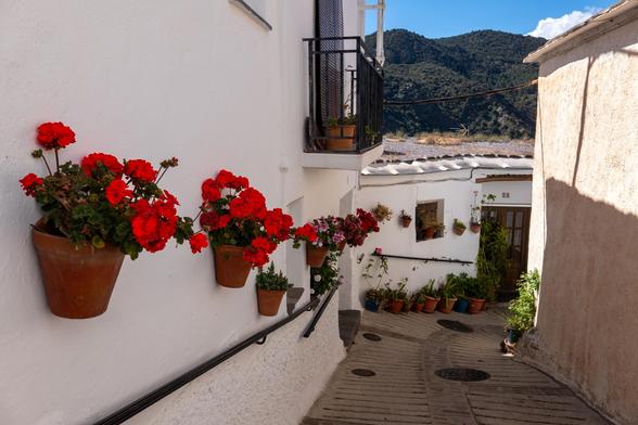 A row of red roses line a white walled street