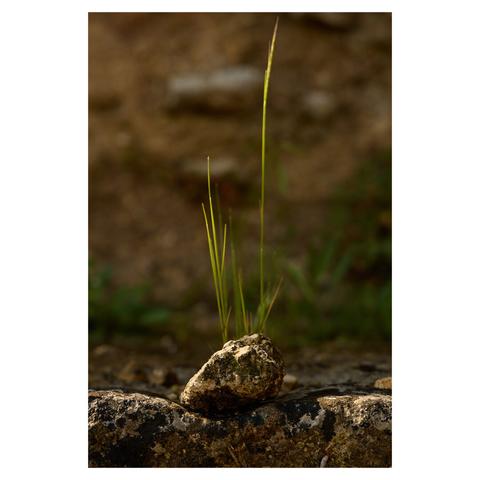Closeup of a piece of stone resting on top of a wall at a historic excavation site. Behind the stone, a few blades of grass are visible. Another wall is in the background, blurred.