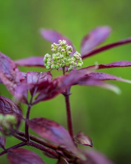 The image shows a close-up of a plant with reddish-purple leaves and a cluster of small, unopened flower buds. The background is blurred, emphasizing the plant in the foreground.