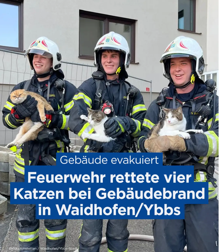 News item photo, showing three smiling firefighters, each holding a cat rescued from a building fire. The left cat has a very grumpy expression.