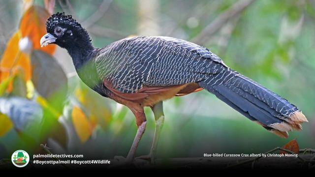 Stunning turkey-like #birds, blue-billed #Currasows 🪿🦜 are critically #endangered in #Colombia 🇨🇴 due to #PalmOil, illegal #Coca, soy and meat #deforestation. Help them and be #vegan 🥩🩸⛔️ #BoycottPalmOil 🌴🩸🚜🔥🚫 #Boycott4Wildlife @palmoildetect https://palmoildetectives.com/2021/02/18/blue-billed-curassow-crax-alberti/?utm_source=mastodon&utm_medium=Palm+Oil+Detectives&utm_campaign=publer