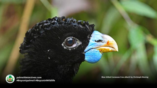 Stunning turkey-like #birds, blue-billed #Currasows 🪿🦜 are critically #endangered in #Colombia 🇨🇴 due to #PalmOil, illegal #Coca, soy and meat #deforestation. Help them and be #vegan 🥩🩸⛔️ #BoycottPalmOil 🌴🩸🚜🔥🚫 #Boycott4Wildlife @palmoildetect https://palmoildetectives.com/2021/02/18/blue-billed-curassow-crax-alberti/?utm_source=mastodon&utm_medium=Palm+Oil+Detectives&utm_campaign=publer