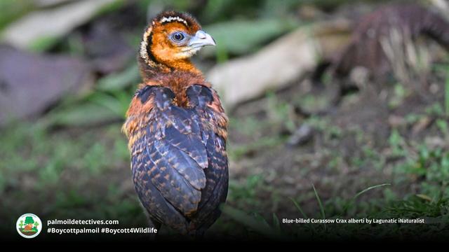 Stunning turkey-like #birds, blue-billed #Currasows 🪿🦜 are critically #endangered in #Colombia 🇨🇴 due to #PalmOil, illegal #Coca, soy and meat #deforestation. Help them and be #vegan 🥩🩸⛔️ #BoycottPalmOil 🌴🩸🚜🔥🚫 #Boycott4Wildlife @palmoildetect https://palmoildetectives.com/2021/02/18/blue-billed-curassow-crax-alberti/?utm_source=mastodon&utm_medium=Palm+Oil+Detectives&utm_campaign=publer