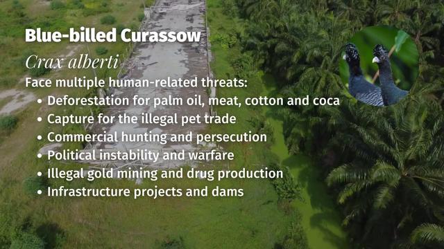 Stunning turkey-like #birds, blue-billed #Currasows 🪿🦜 are critically #endangered in #Colombia 🇨🇴 due to #PalmOil, illegal #Coca, soy and meat #deforestation. Help them and be #vegan 🥩🩸⛔️ #BoycottPalmOil 🌴🩸🚜🔥🚫 #Boycott4Wildlife @palmoildetect https://palmoildetectives.com/2021/02/18/blue-billed-curassow-crax-alberti/?utm_source=mastodon&utm_medium=Palm+Oil+Detectives&utm_campaign=publer